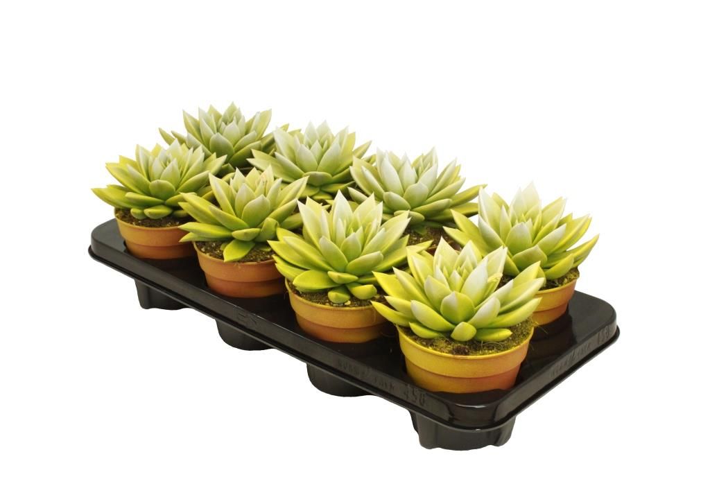 Miranda bicoloured yellow/white, D 12