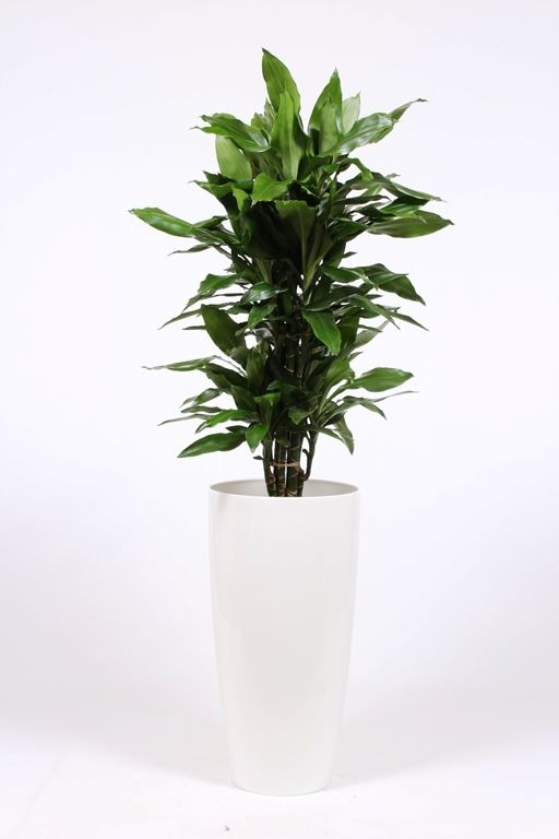 Dracaena Janet Lind in Santorini pot "wit", D 33 cm Dracaena Janet Lind in Santorini pot "wit", D 33 cm