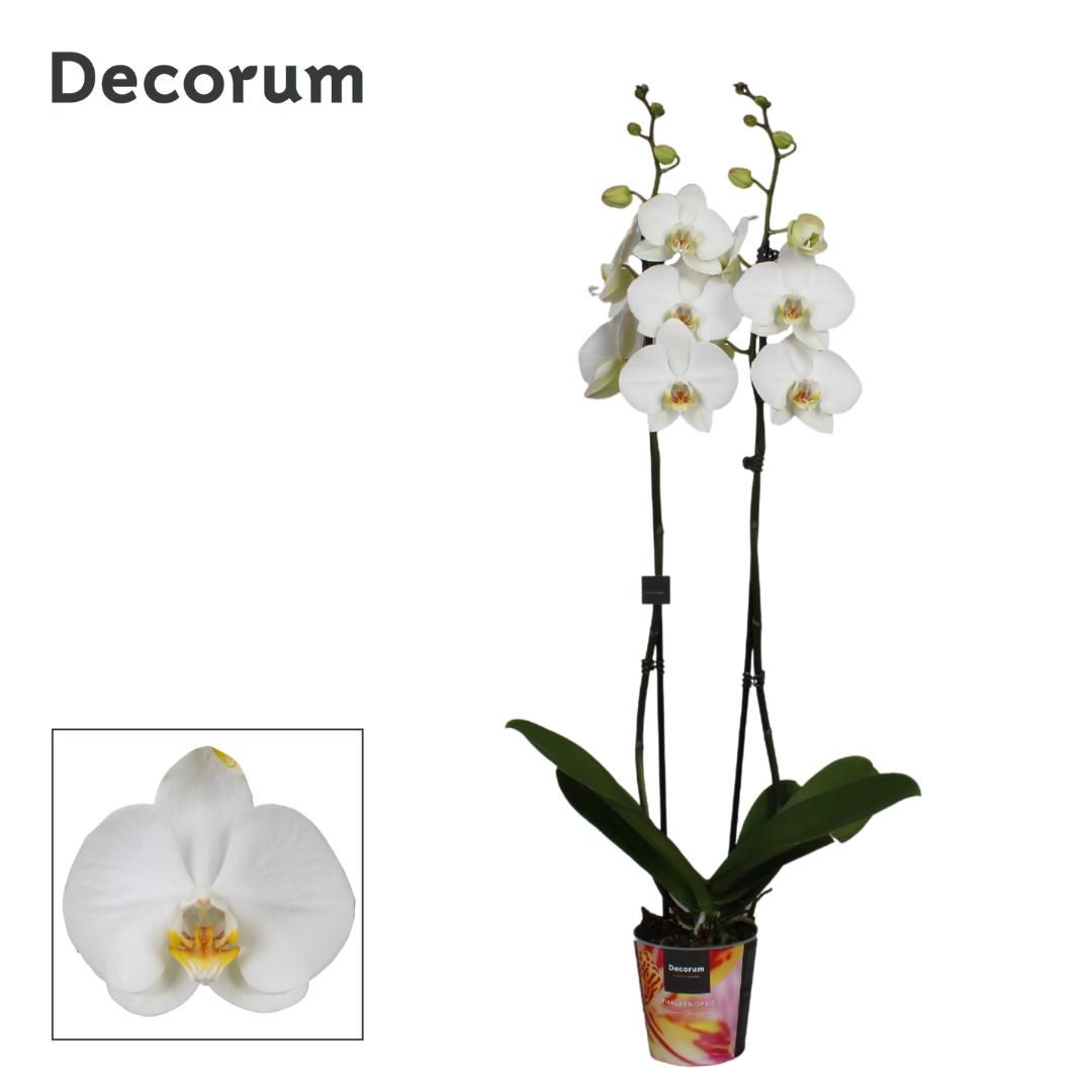 Phalaenopsis 2 tak Decorum wit 70 cm, D 12