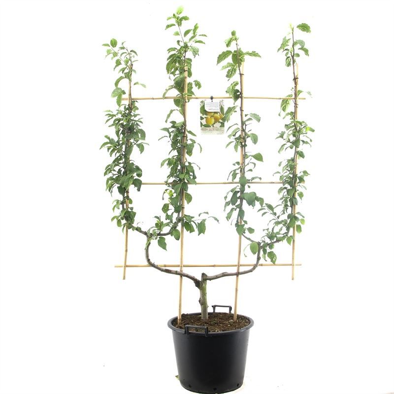 Prunus dom. Mirab. de Nancy dub. U Gele pruim, D 45