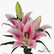 Лилия Фронтера 100, шт.