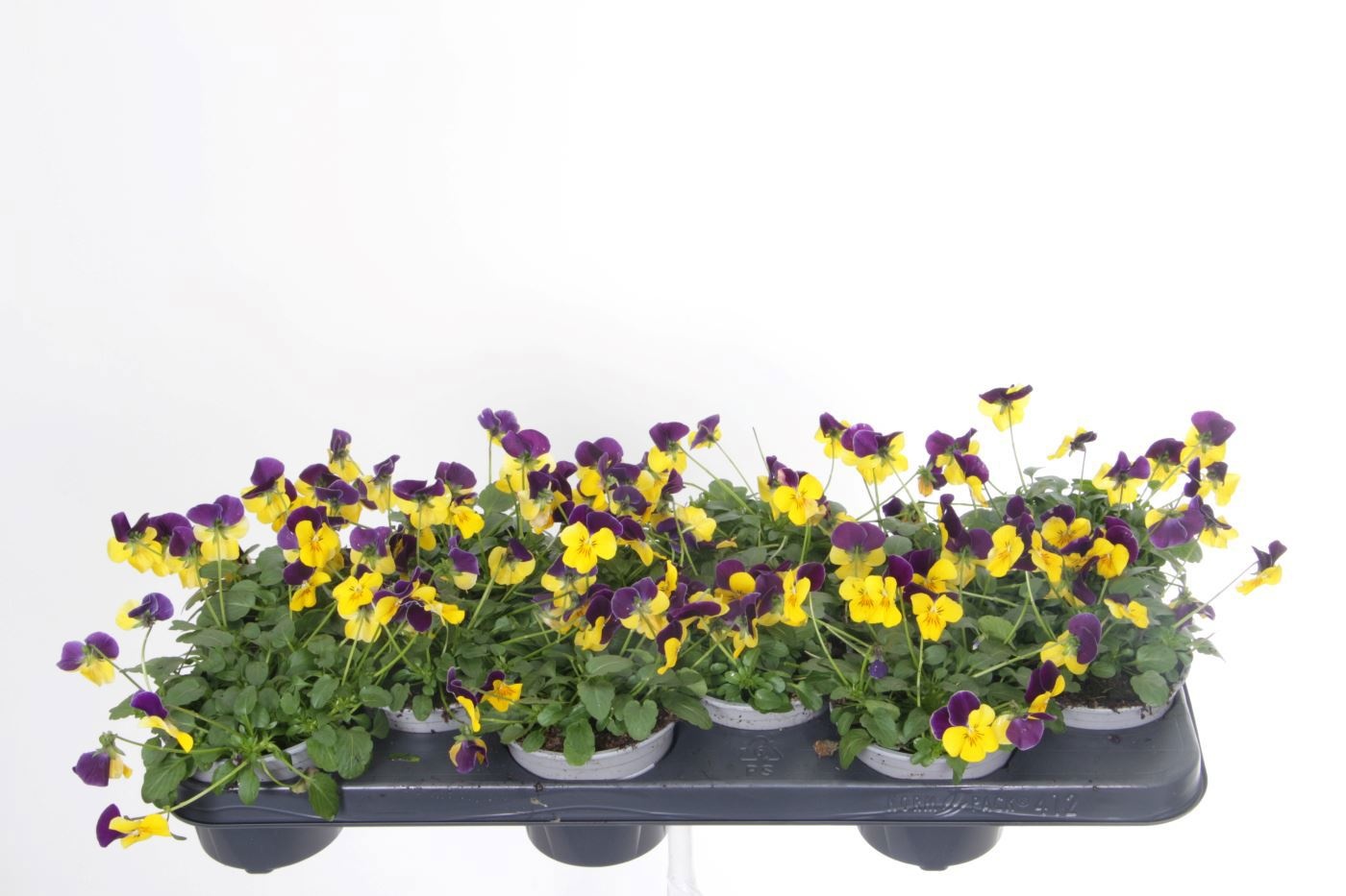 Viola cornuta Deltini Yellow Jump Up, D 11