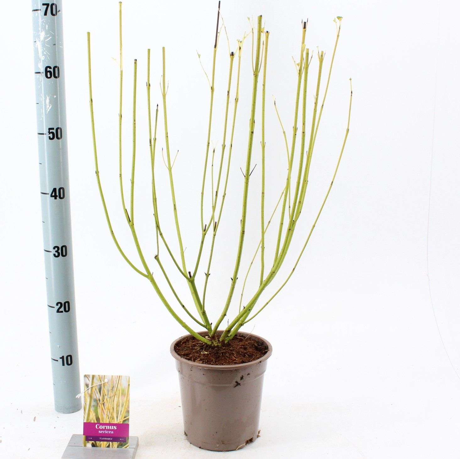 Cornus sericea 'Flaviramea', D 17