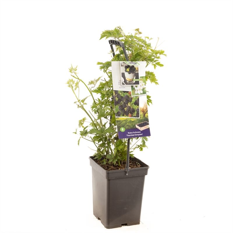 Rubus frut. Thornl Evergreen - draa Doornloze braam, D 18