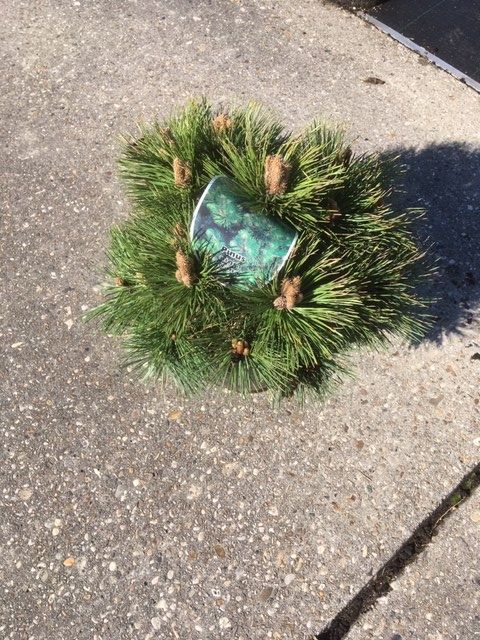 Pinus nigra 'Nana', D 26 cm