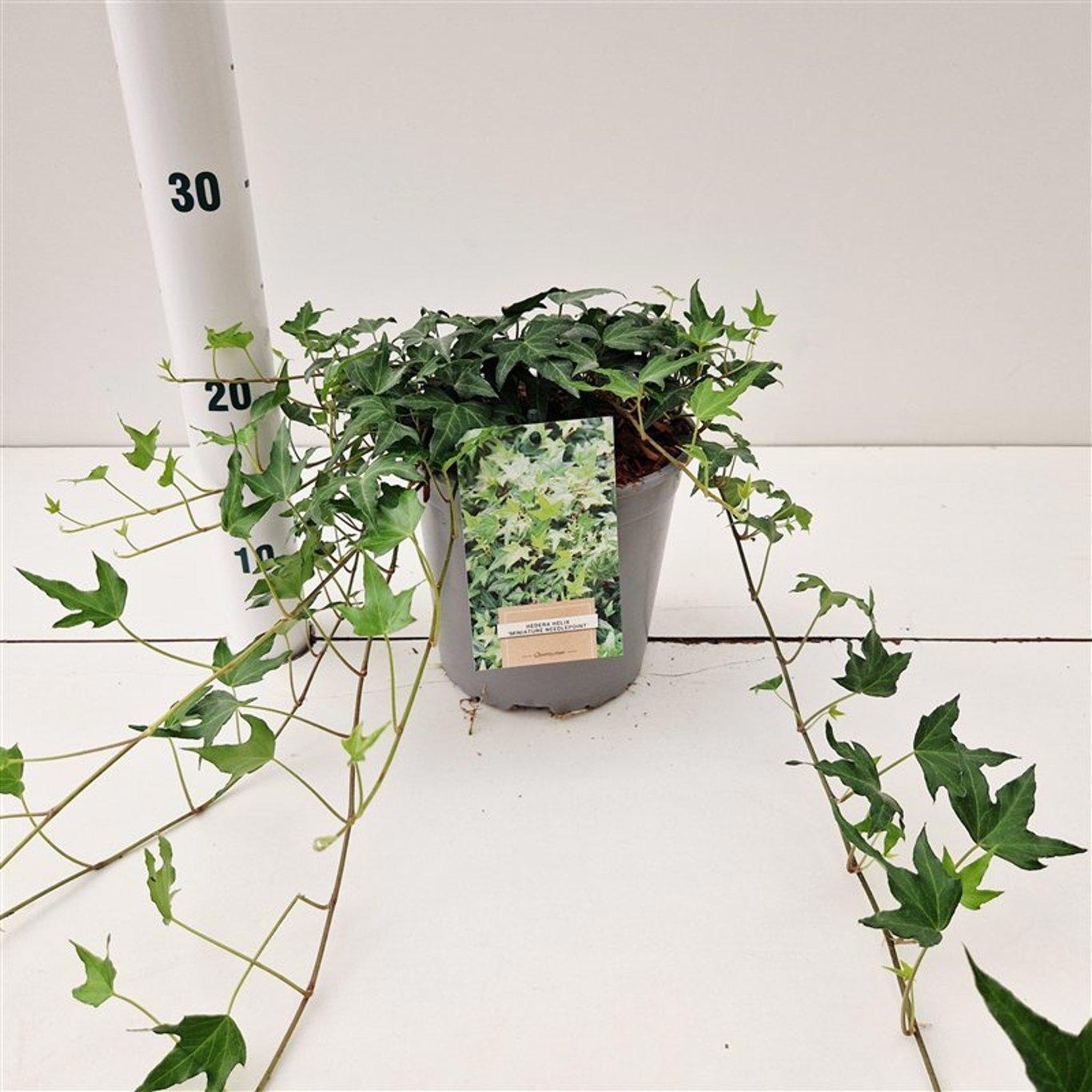 Hedera hel. ‘Miniature Needlepoint’, D 17 cm