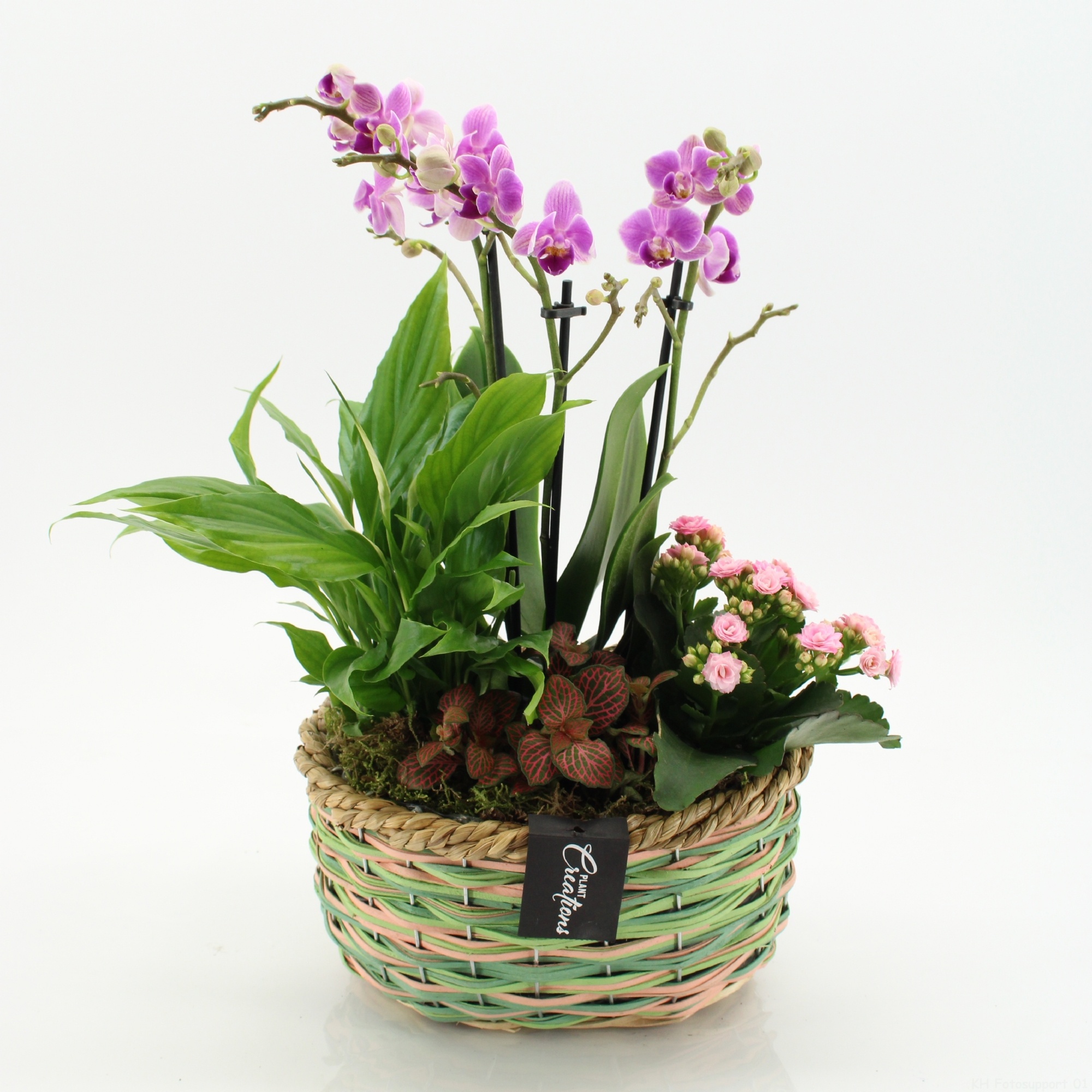 PHAL-2652RZ Phalaenopsis creatie, D 23