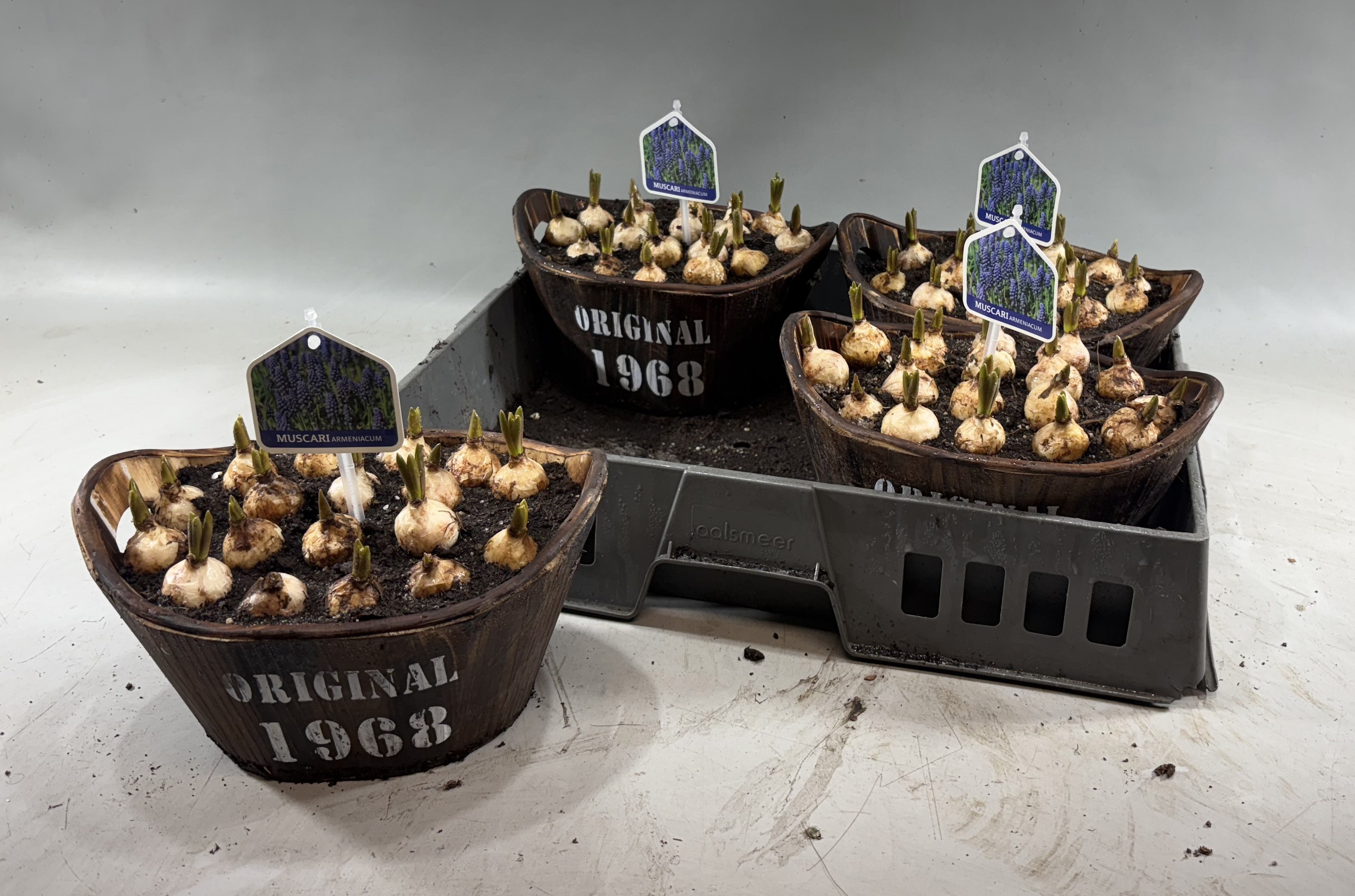 Muscari in houten teil, groen, 'flowers 1968' opdruk, D 23