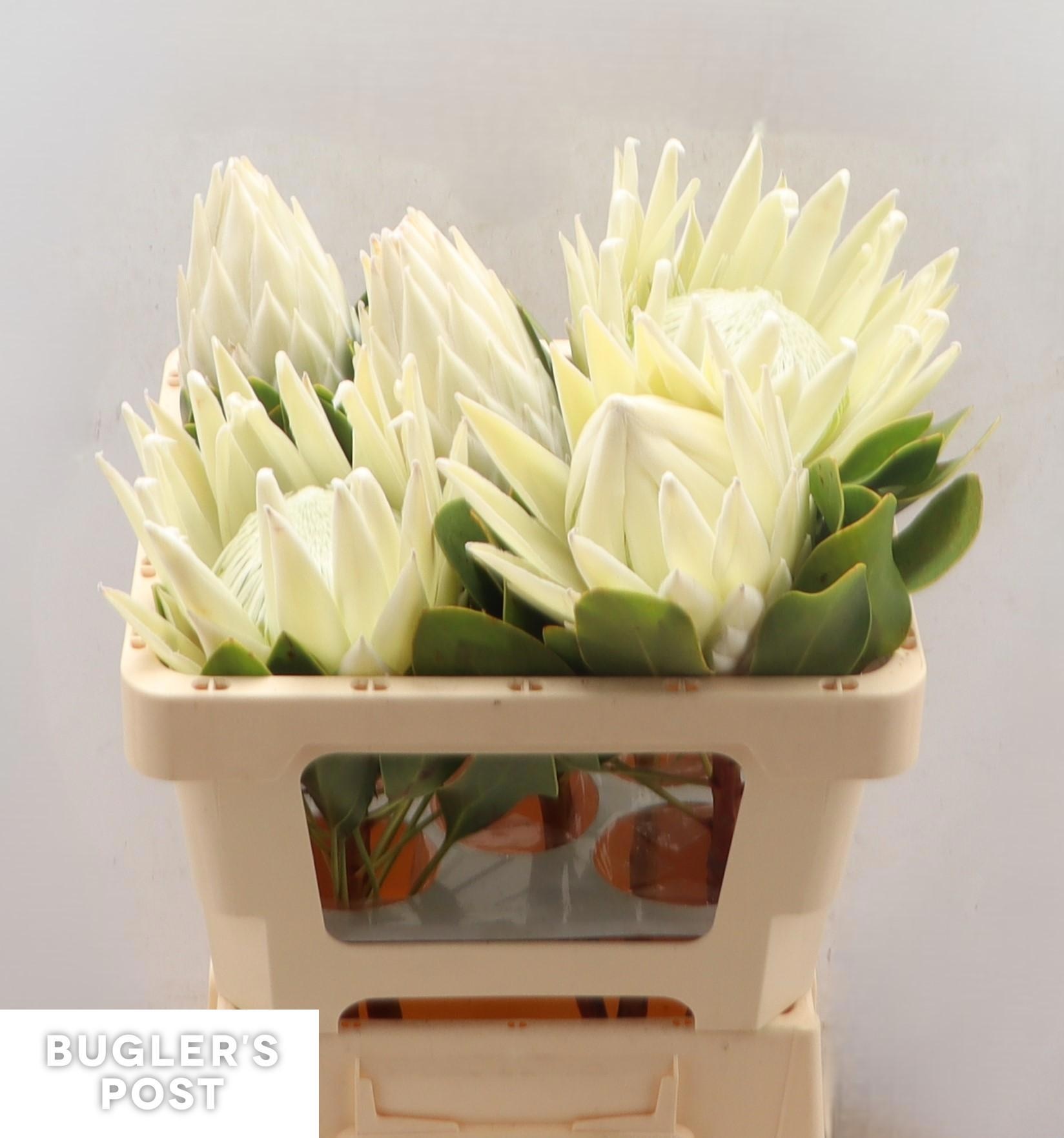 Протея Айова Арктик Айс 50, шт.