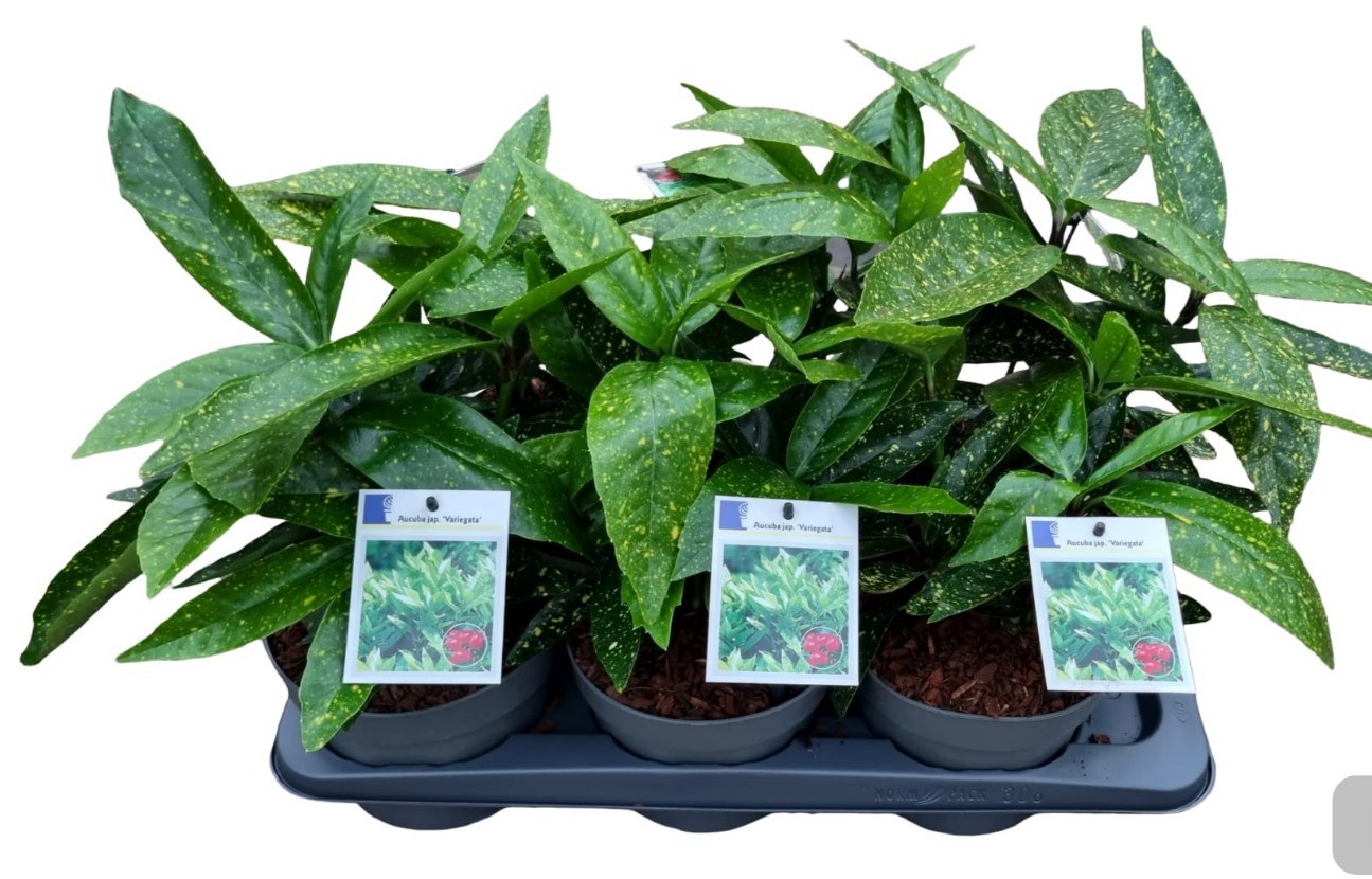 Aucuba jap. Variegata, D 17