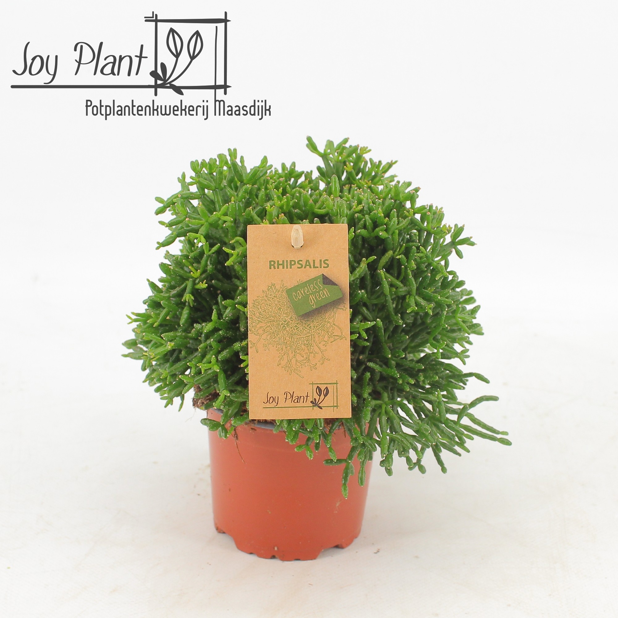 Rhipsalis hatiora P10,5, D 10,5