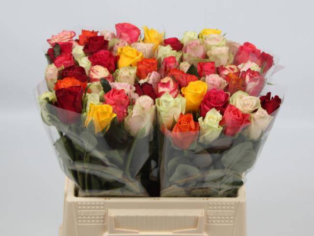 Роза од. KL Микс в пачке 40, шт.