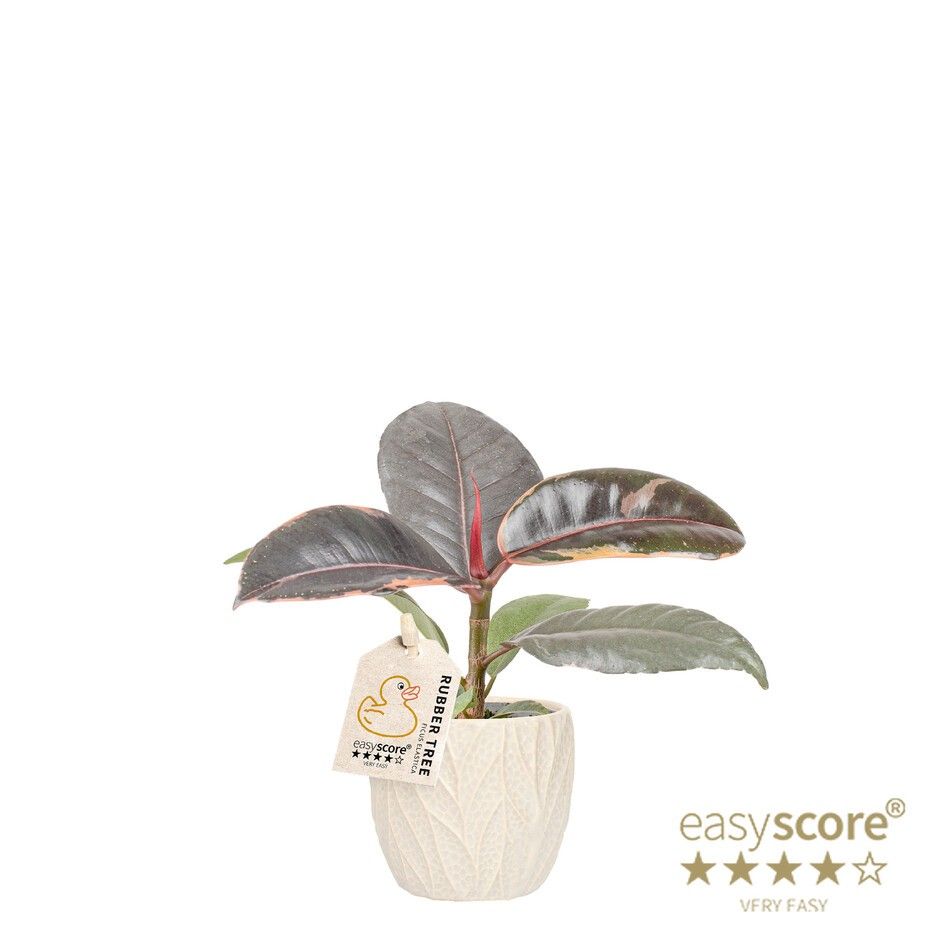 Leaf Sand, Ficus elastica ´Belize´, D 7