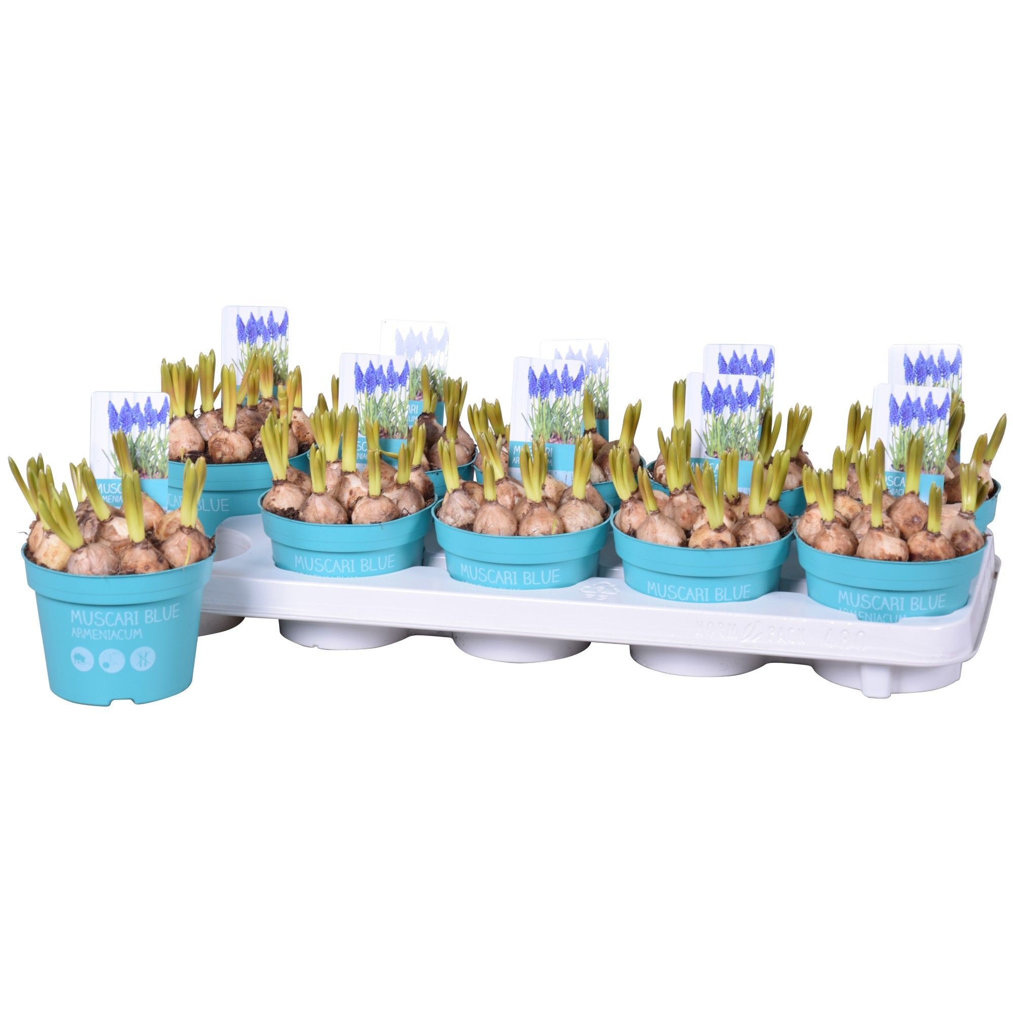 Muscari Armeniacum 'Diamond Collection', D 12