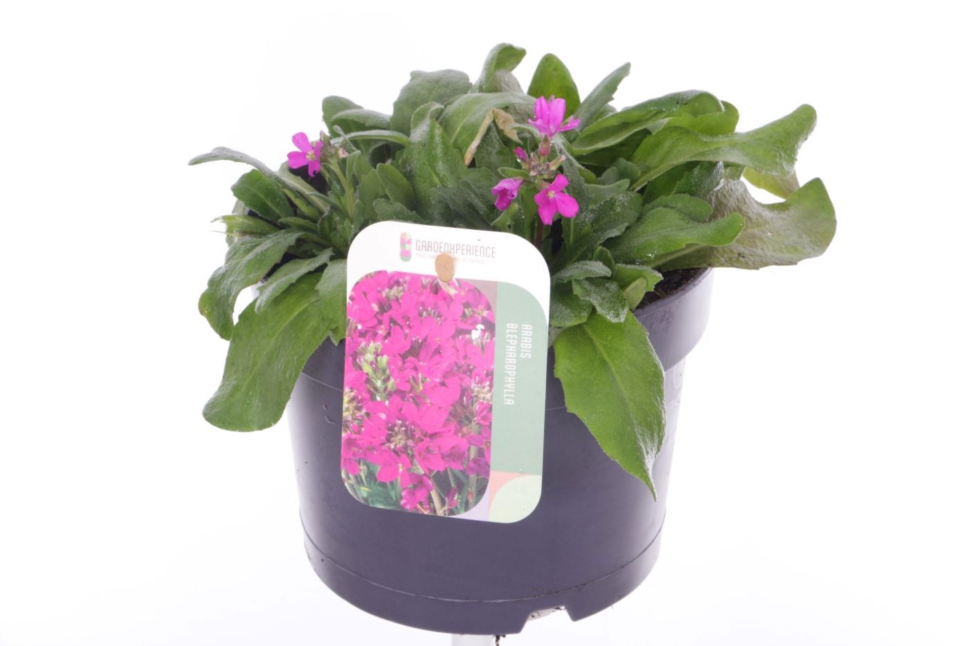 Arabis blepharophylla, D 17