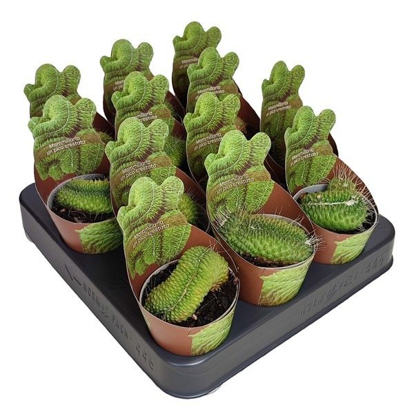 MAMMILLARIA SPINOSISSIMA UN PICO CRESTATA -POT Ø 6,5 SHAPED POT COVER (CACTUS), D 6,5