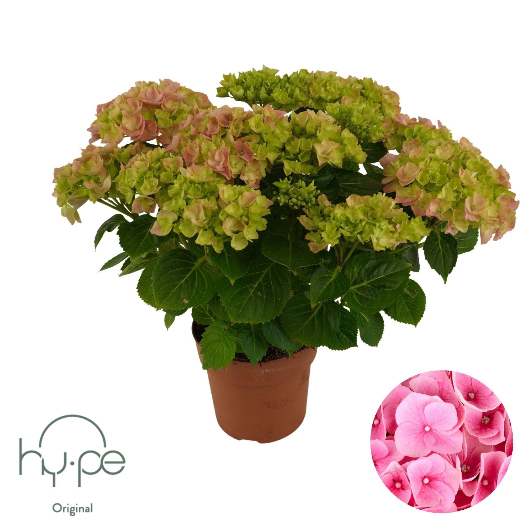 Hydrangea Mophead Pink 7+ | Hy-pe Original, D 14