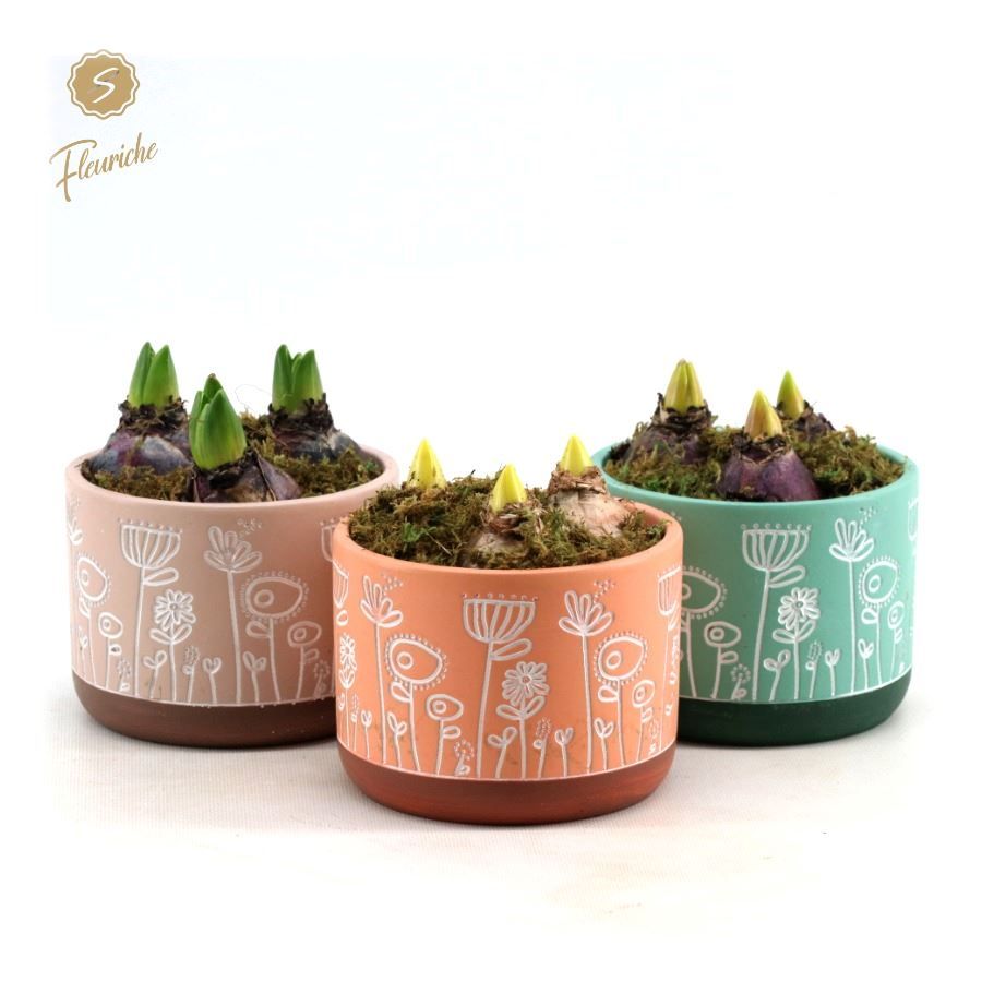 (3403) Hyacint Flower Time (XL), D 14 cm