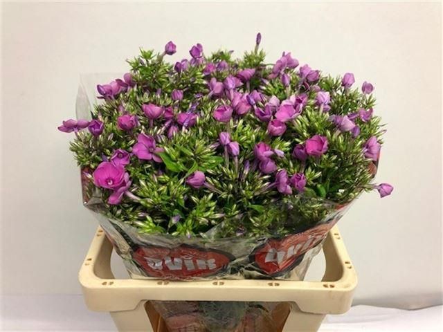 Флокс Мика 60, шт.