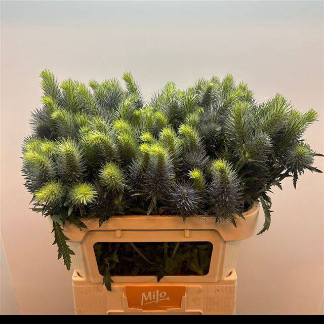 Эрингиум Овериг 70, шт.