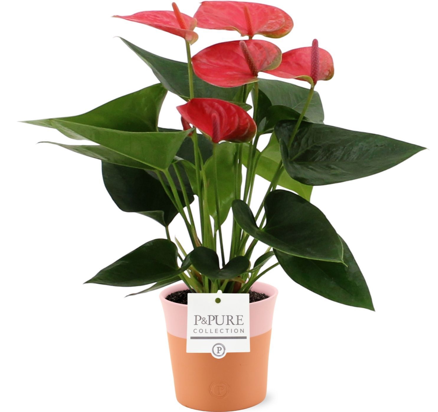 Anthurium 12 cm Sweet Dream in Pure Terra Cotta ceramics, D 12