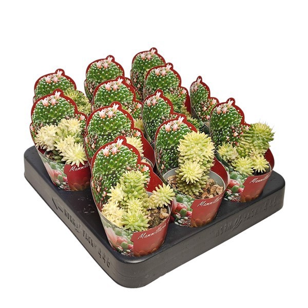 MAMMILLARIA CV. CATERPINCY VARIEGATA- POT Ø 6,5 SHAPED POT COVER (CACTUS), D 6,5