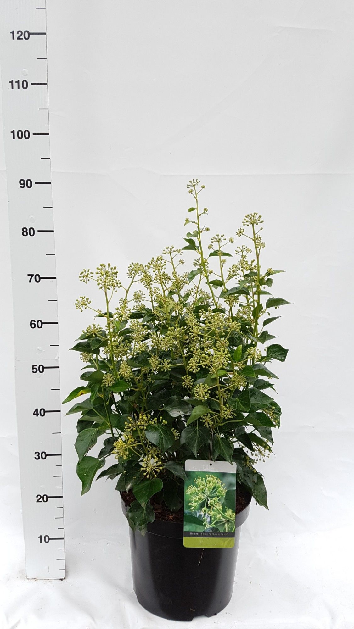 Hedera helix Arborescens Grp, D 30