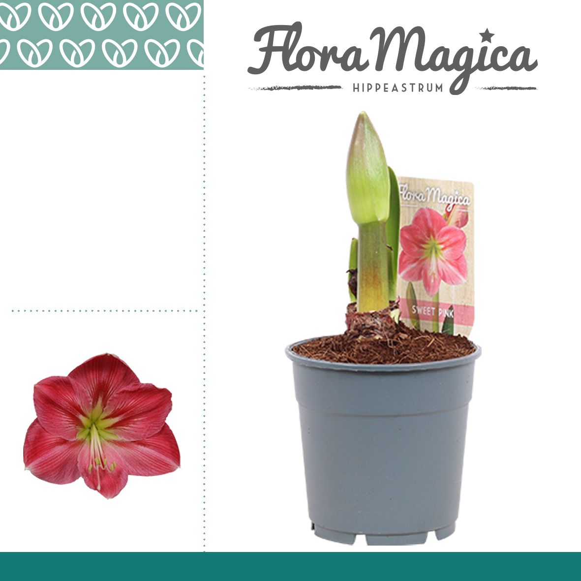 Amaryllis Sweet Pink 1 Knop, D 12