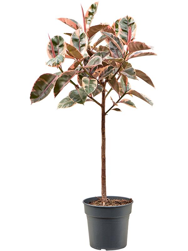 Ficus elastica 'Belize' (130-150), D 30