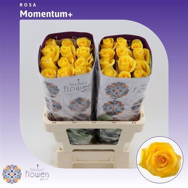 Роза од. Моментум+ 60, шт. Роза од. Моментум+ 60, шт.