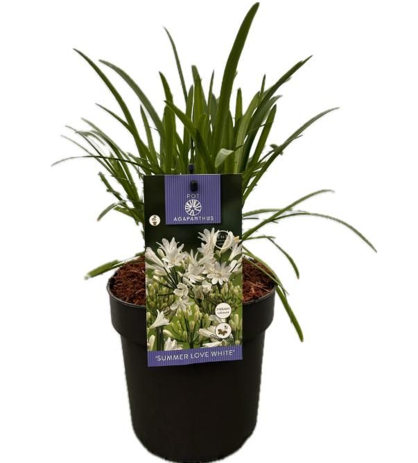 Agapanthus 'Summer love White' P17 EVERGREEN, D 17