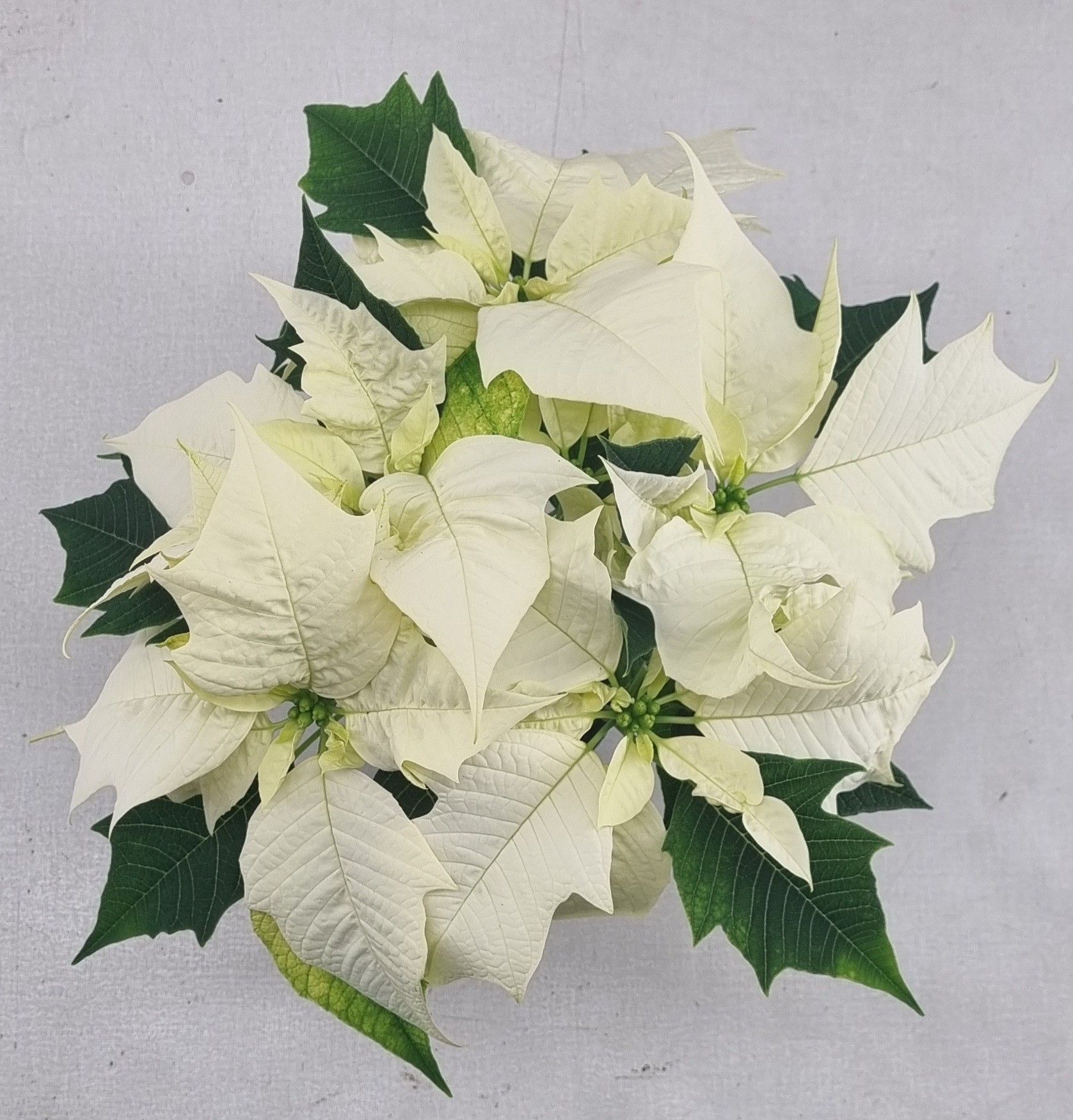 Poin pulcherrima Alaska pot 10,5 cm (Euphorbia), D 10,5 cm