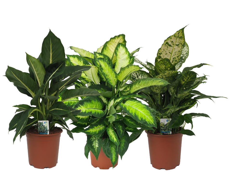Dieffenbachia mix (Summer Style, Camilla, Compacta), D 19