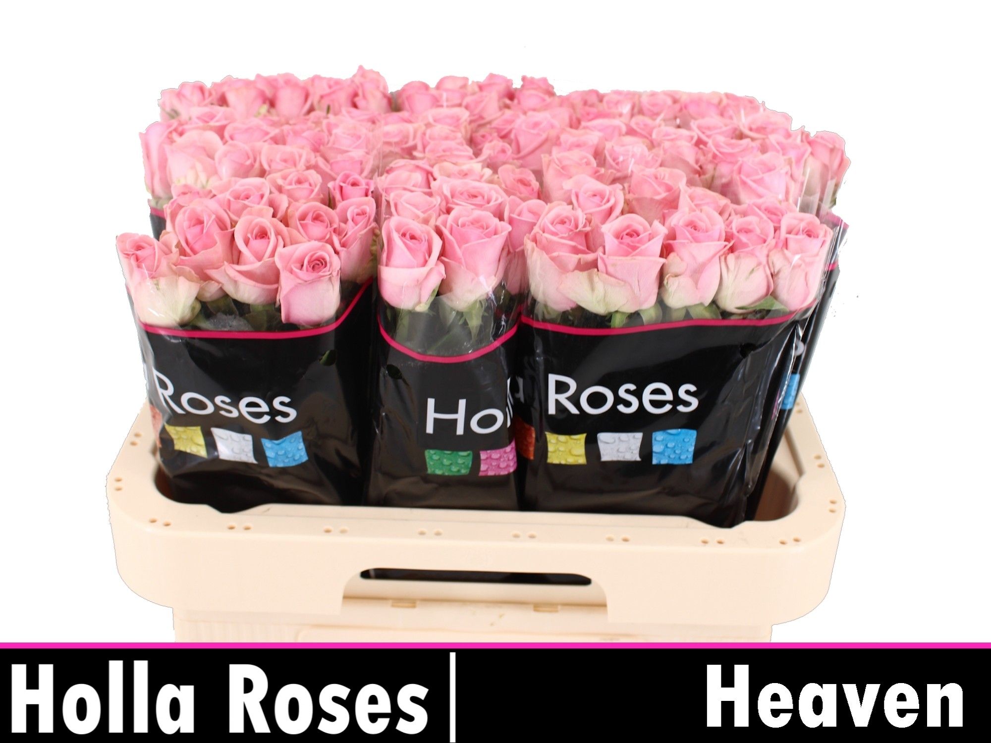 Роза од. Хэвен! 55, шт.