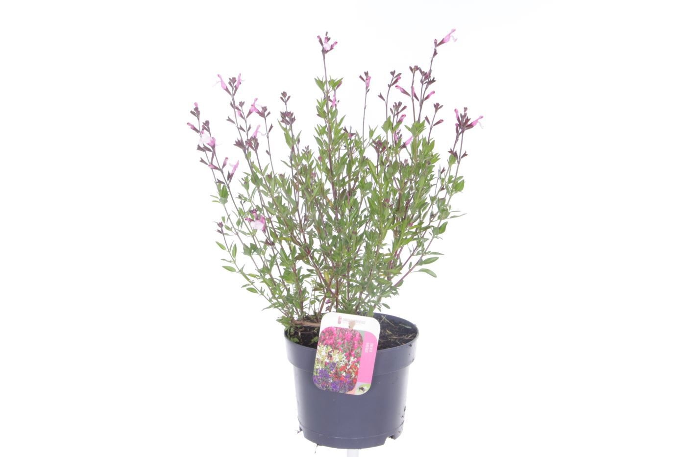 Salvia greggii Joy, D 17 cm