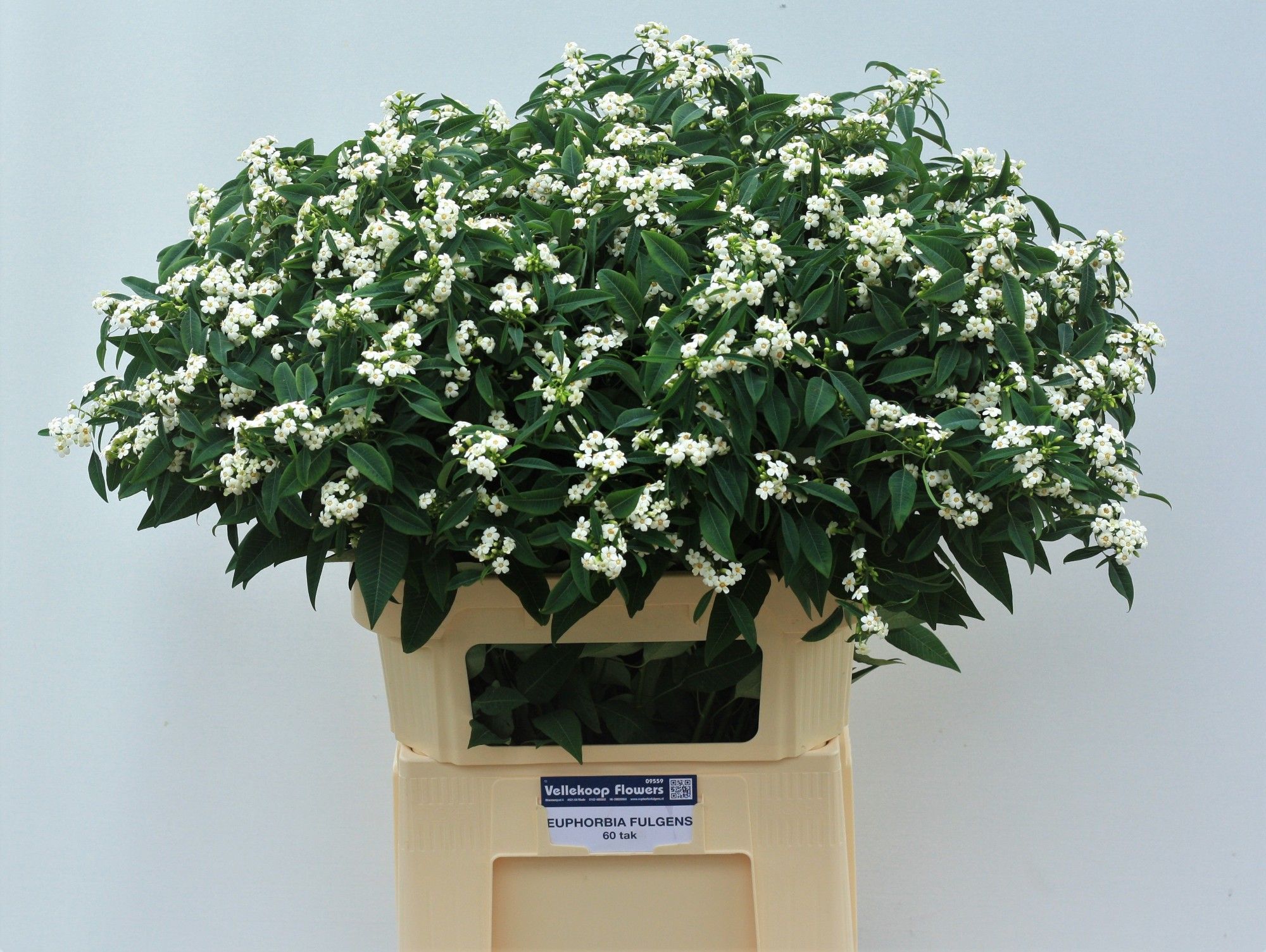 Эуфорбия куст. Квиксильвер 80, шт.