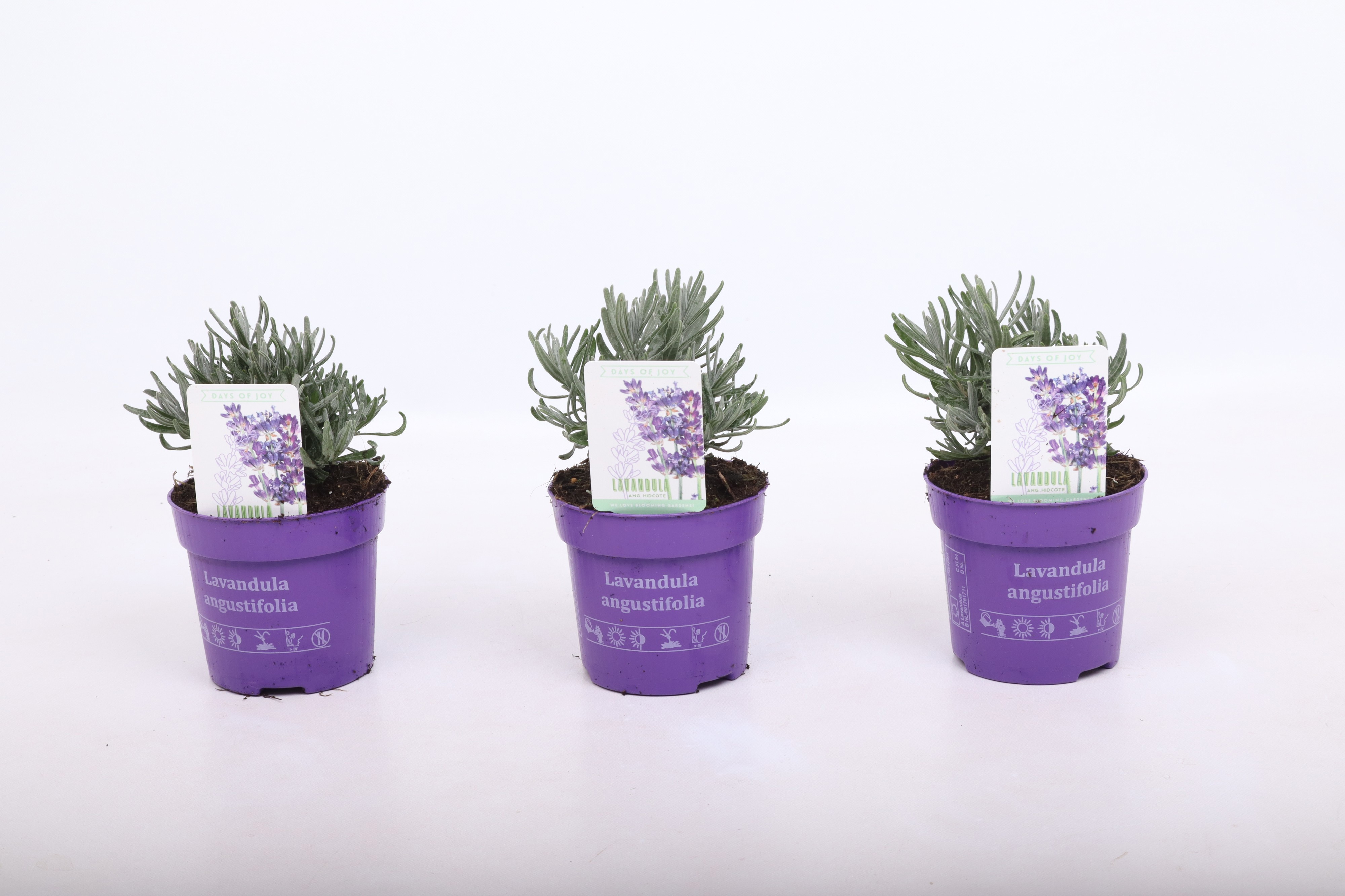 Lavandula ang. 'Hidcote' 10,5 cm, D 10,5