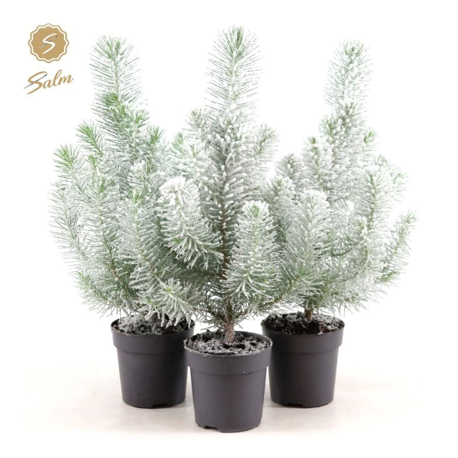 Pinus pinea 'Silver Crest' P10,5 + Snow, D 10,5 cm