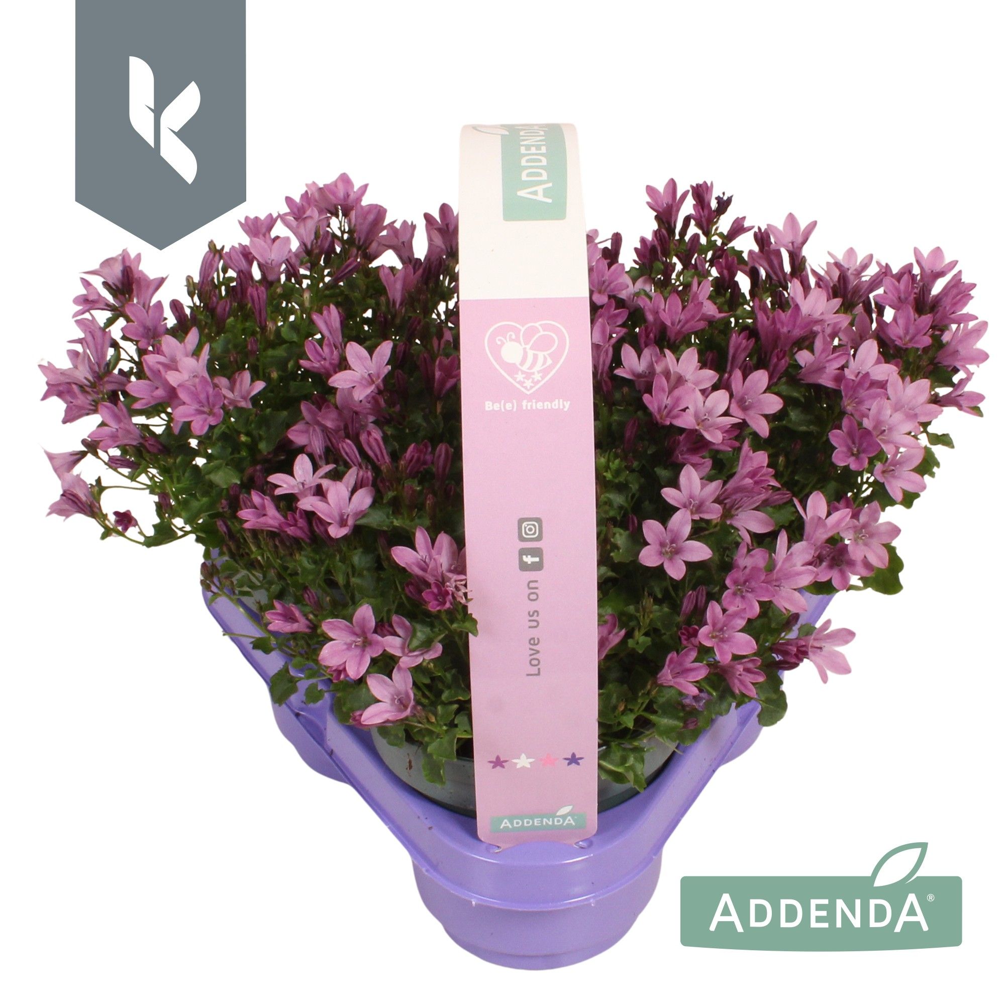 Campanula Ambella Pink in 3-pack, D 10,5