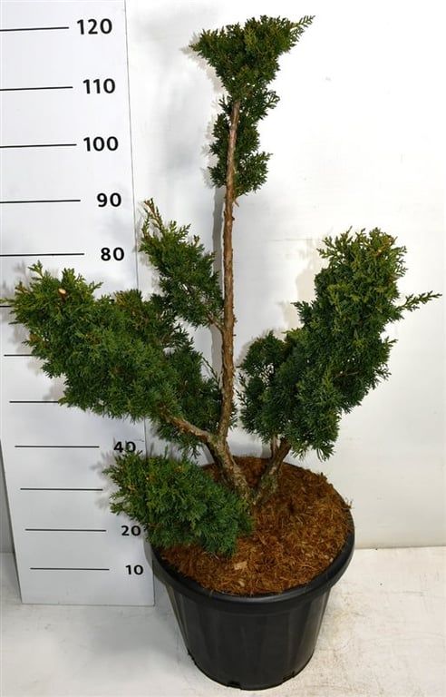 Juniperus chin. 'Blaauw', D 38 cm