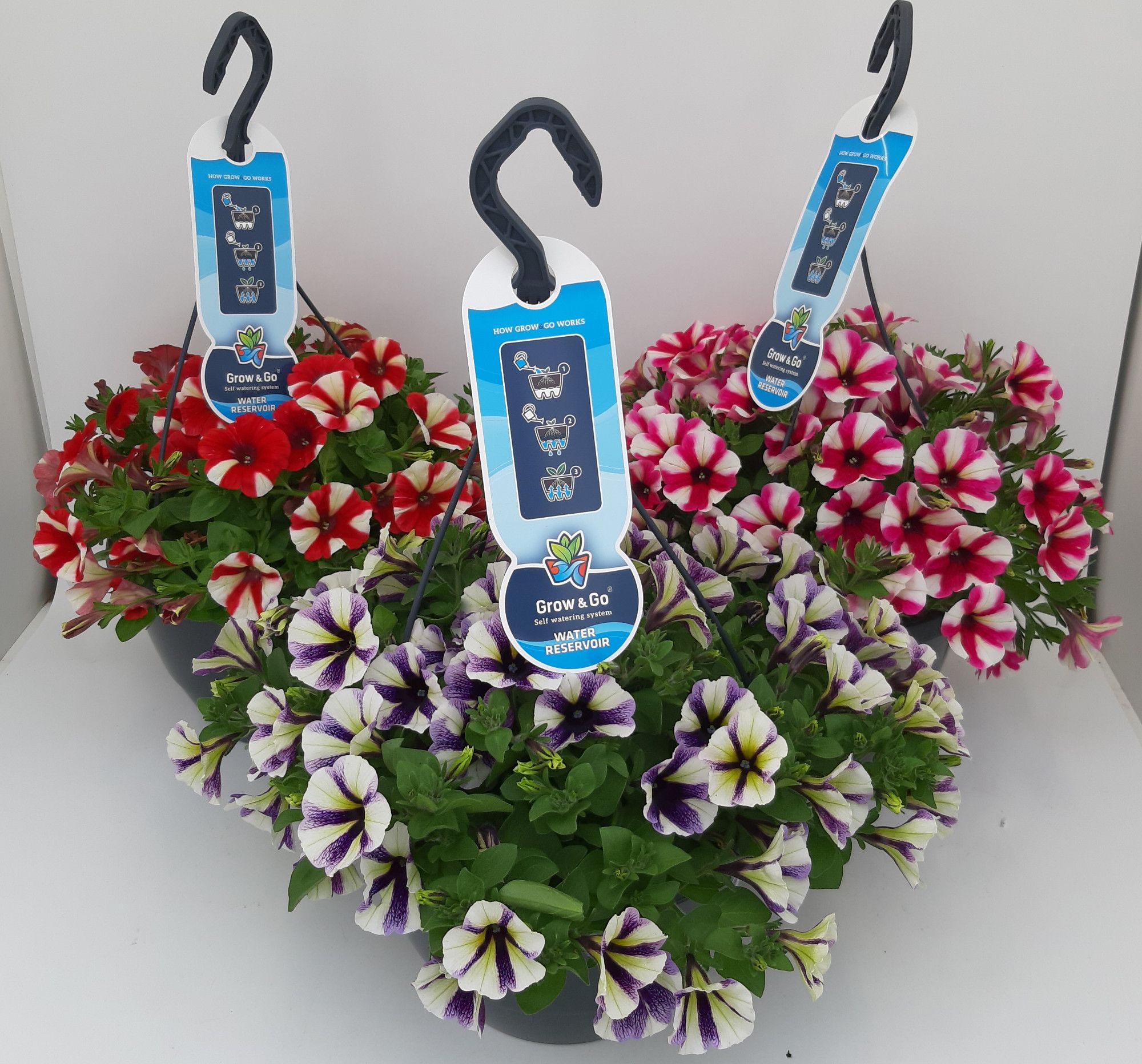 Petunia gesternter Sonderfarben Mix WSP Ampel T27 (vormals Peppy), D 27