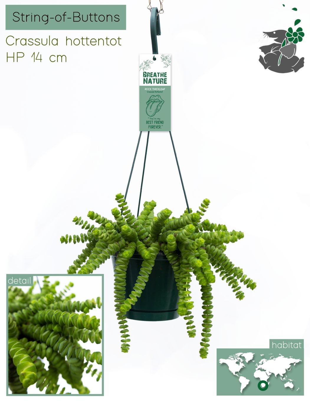 Crassula hottentot 14 cm, D 14