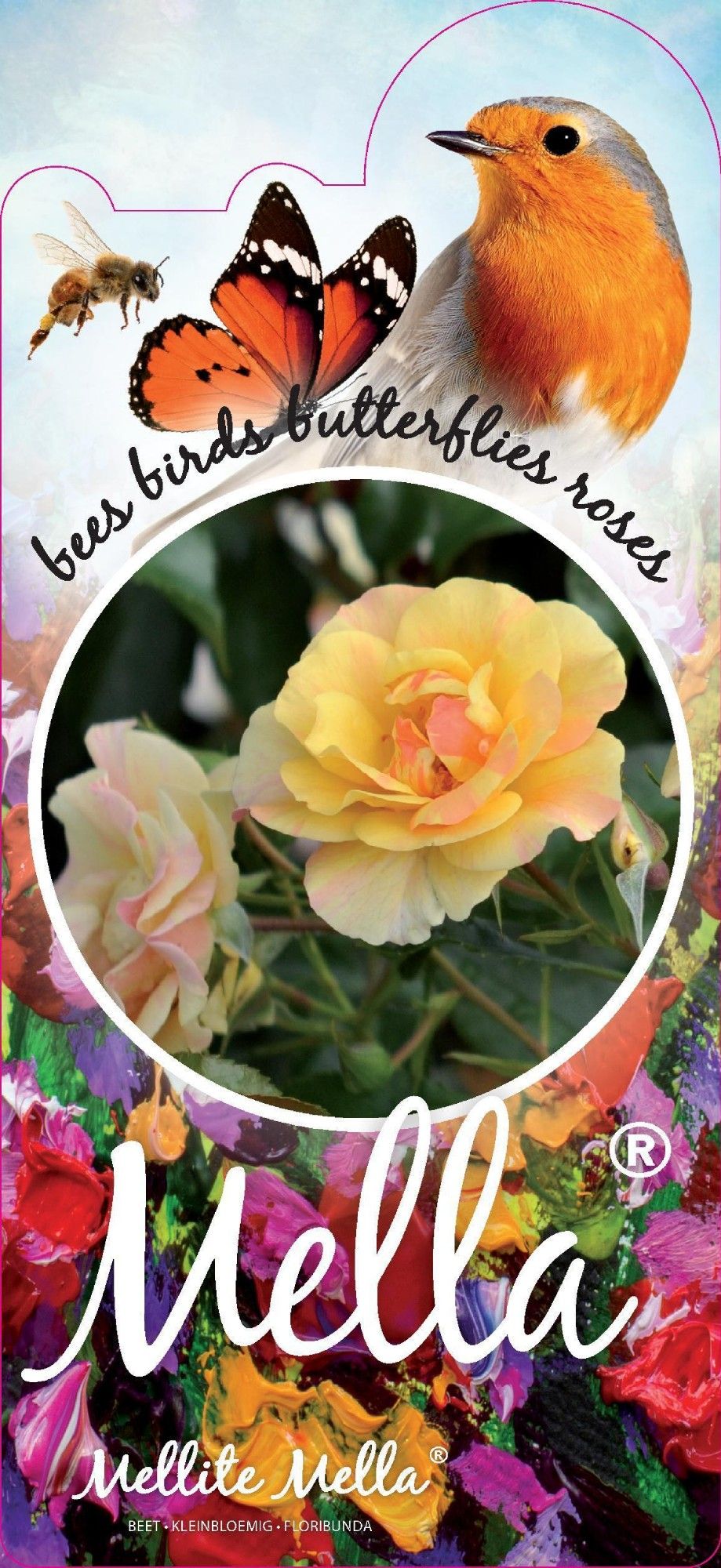 Rosa (F) Melitte™ Mella®, D 17