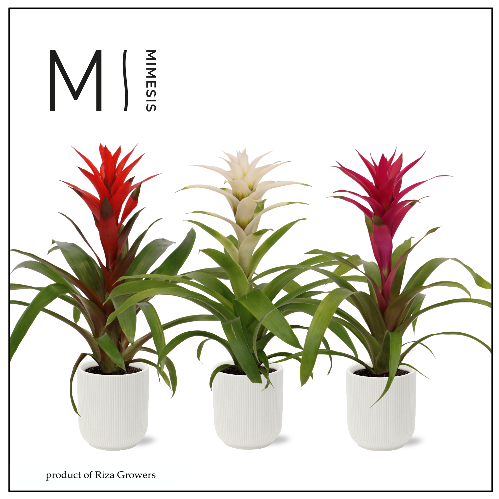 Guzmania Love - 12cm in Atlanta White | Mimesis, D 12