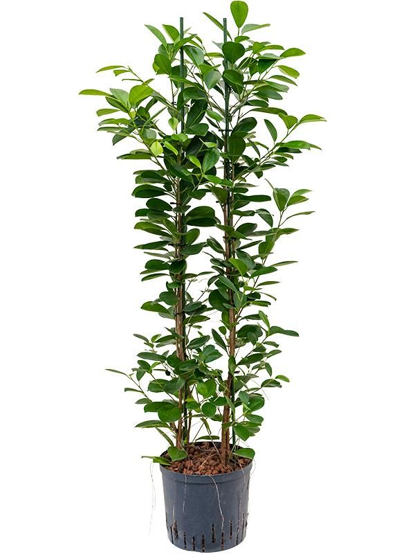 Ficus microcarpa 'Moclame', D 22