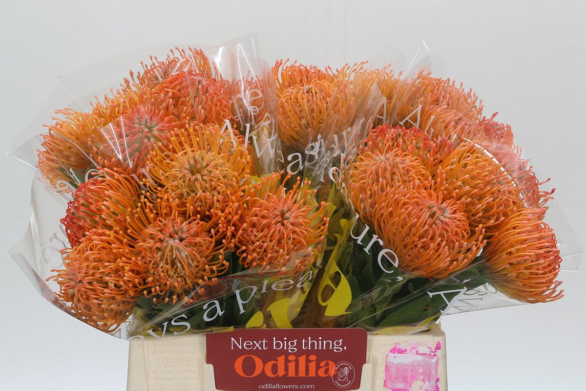 Нутанс Айоба Пич 40, шт.