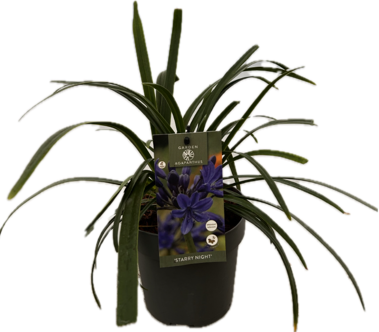 Agapanthus 'Starry night' P17 GARDEN, D 17
