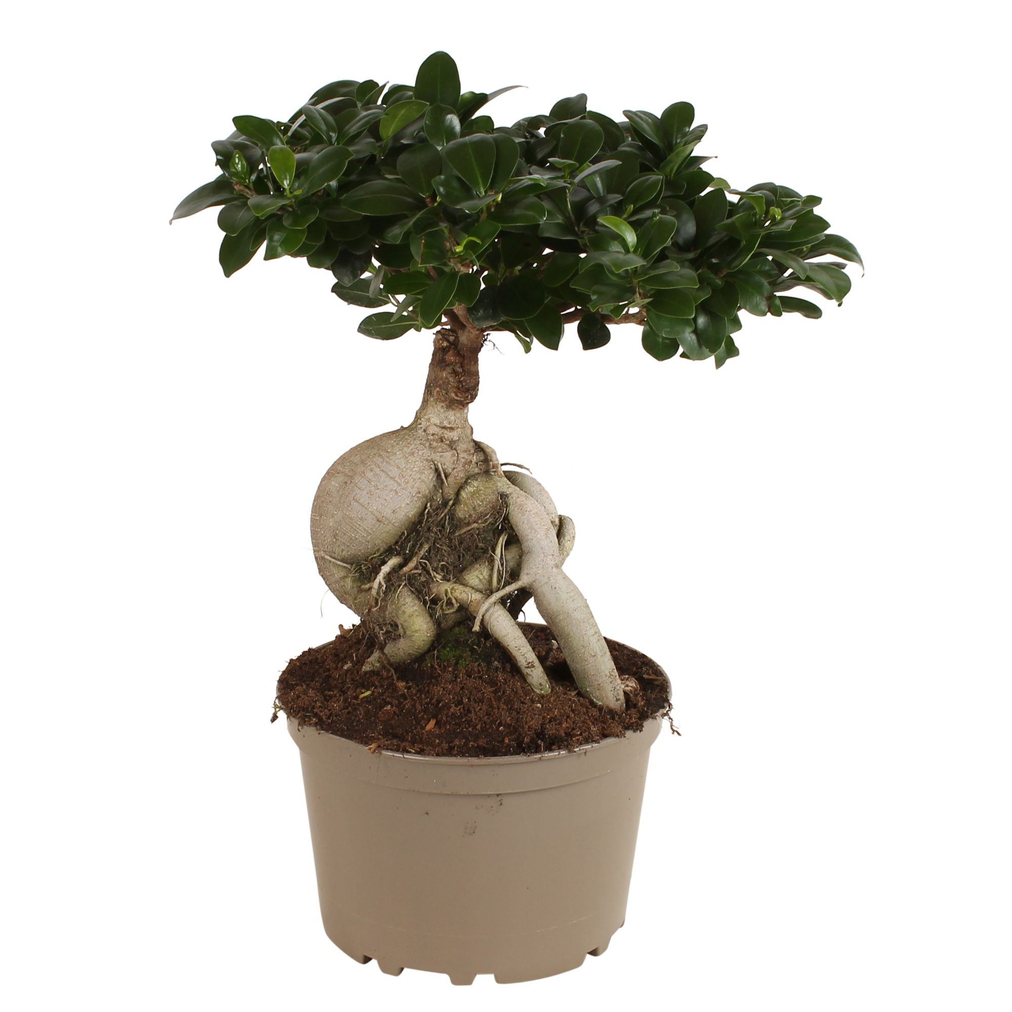 Ficus m. Ginseng pot ø24cm Carbon Free pot, D 24