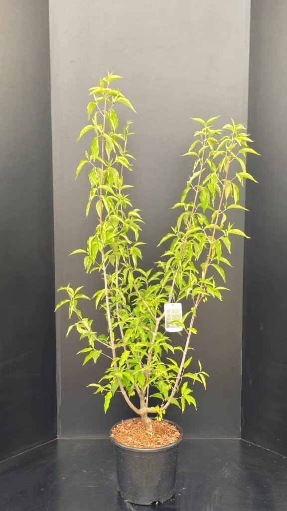 Cornus mas Jolico, D 32 cm