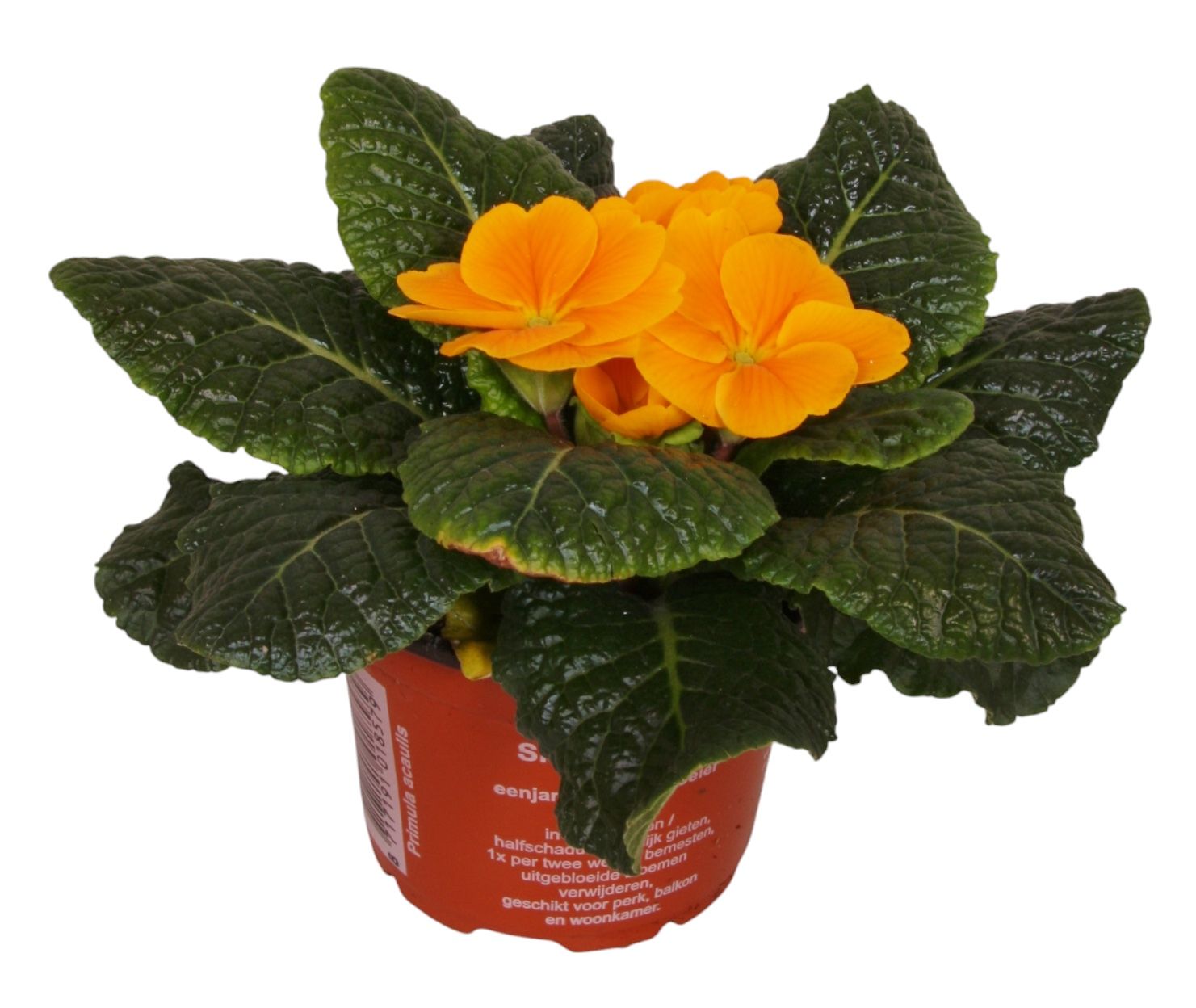 Primula Acaulis 9 cm Orange', D 9 cm Primula Acaulis 9 cm Orange', D 9 cm